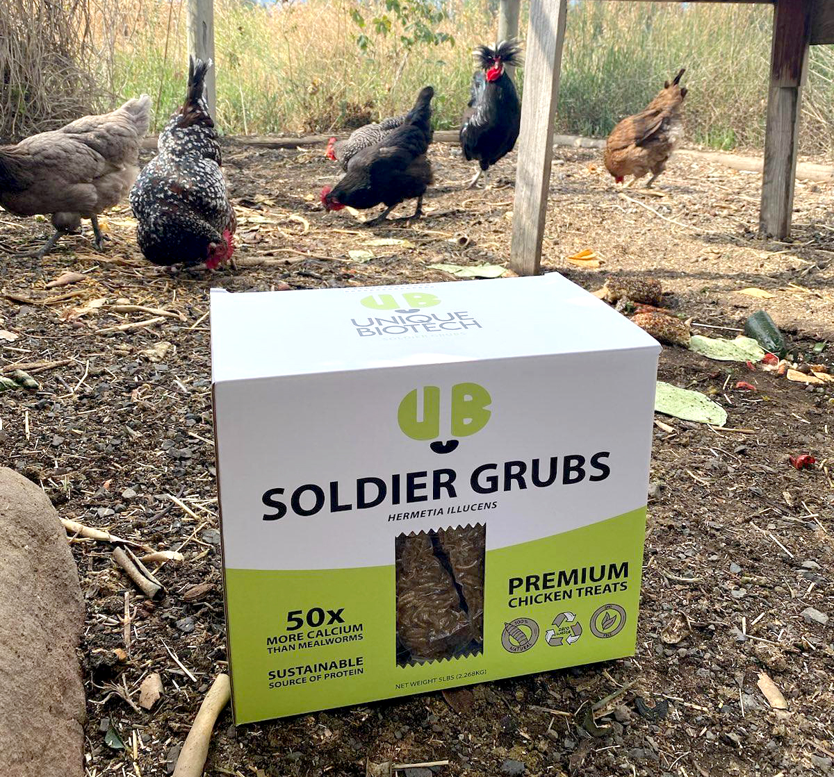 Backyard poultry love UB Soldier Grubs!