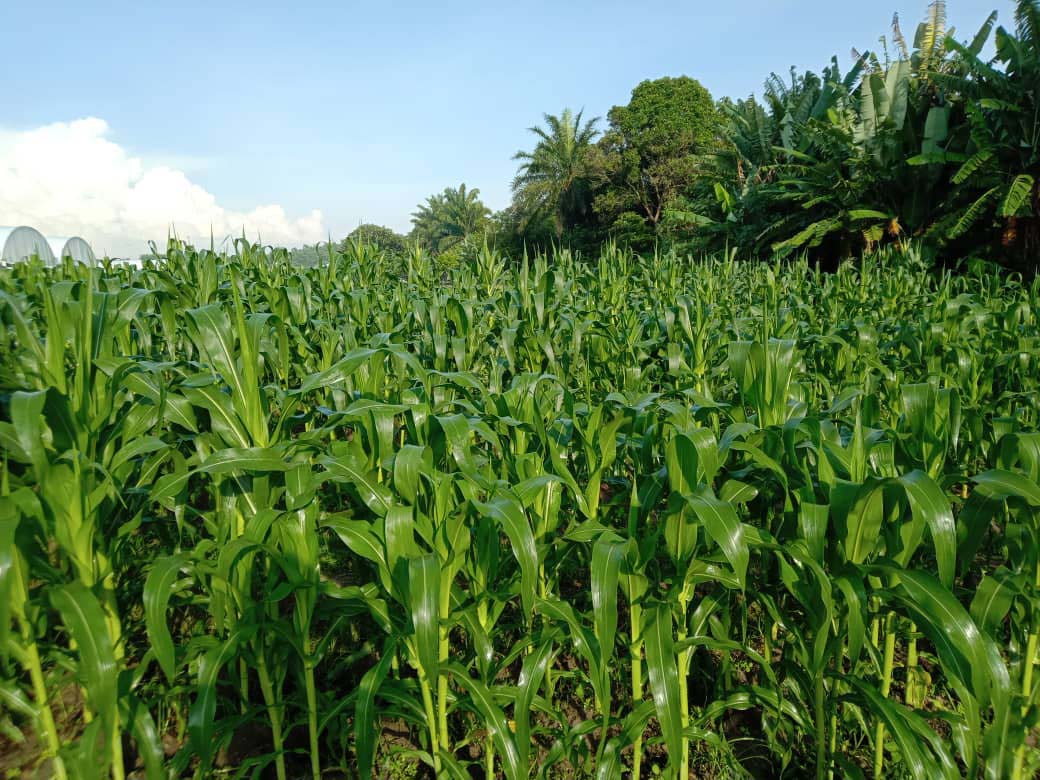 corn grown in black soldier fly larva frass at Unique Biotech Malaysia