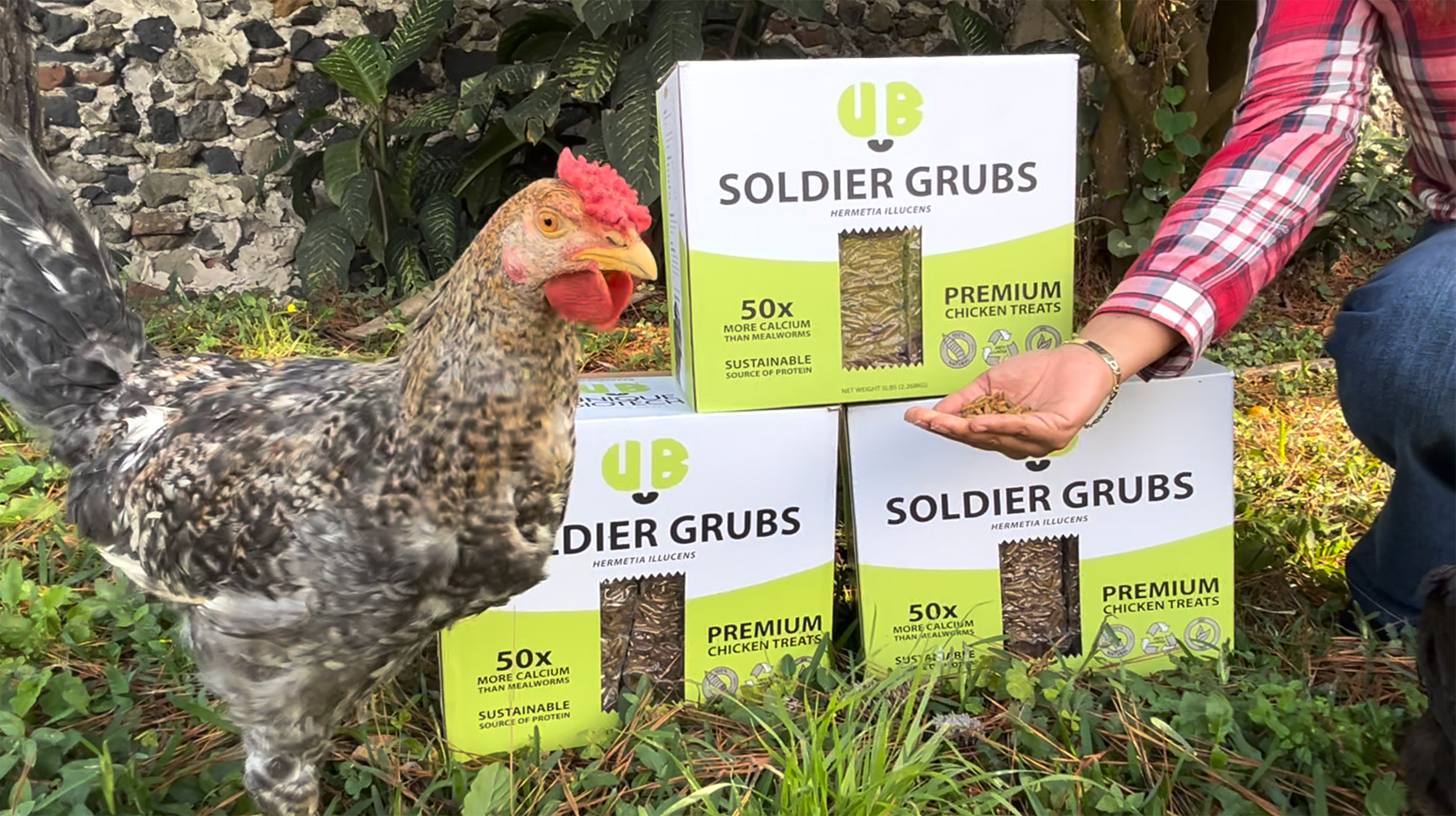 UB soldier grubs fed by hand to chickens
