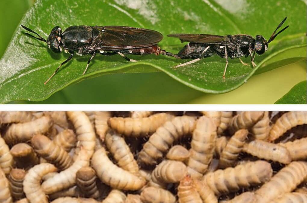 Black Soldier Fly Larva – True Sustainability, Not Buzzwords