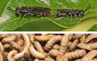 Black Soldier Fly Larva – True Sustainability, Not Buzzwords