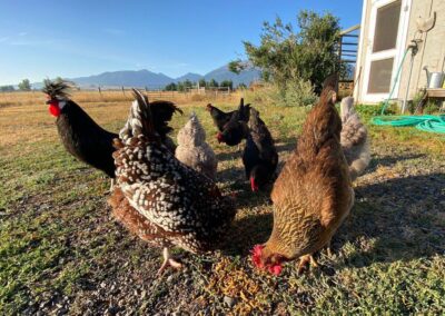 backyard chickens love UB soldier grubs