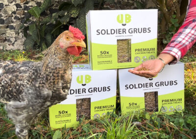 UB soldier grubs fed by hand to chickens